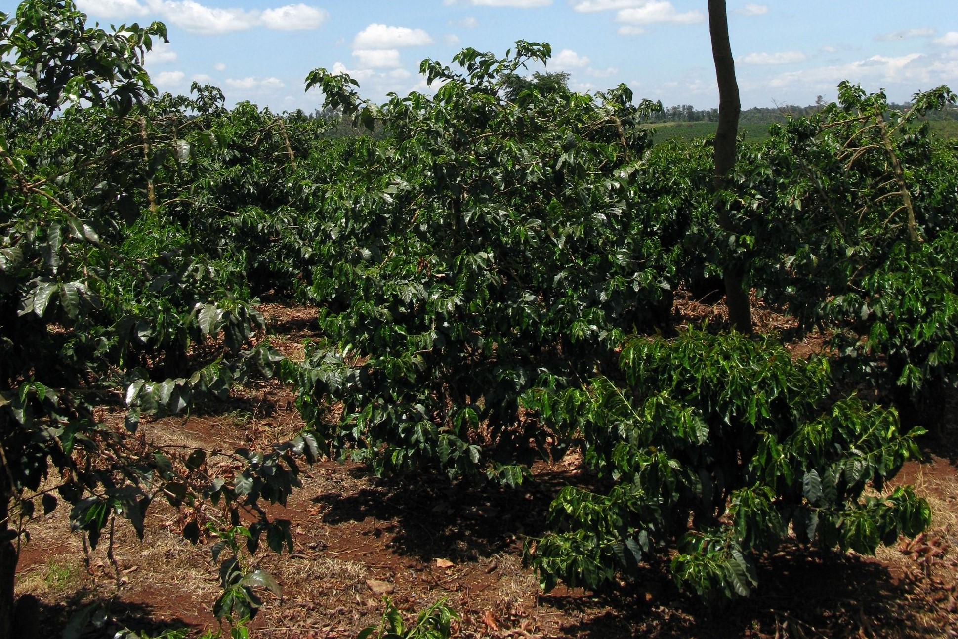 Keňa – Ibutiti Estate AA | Kvalitní káva pražená na filtr